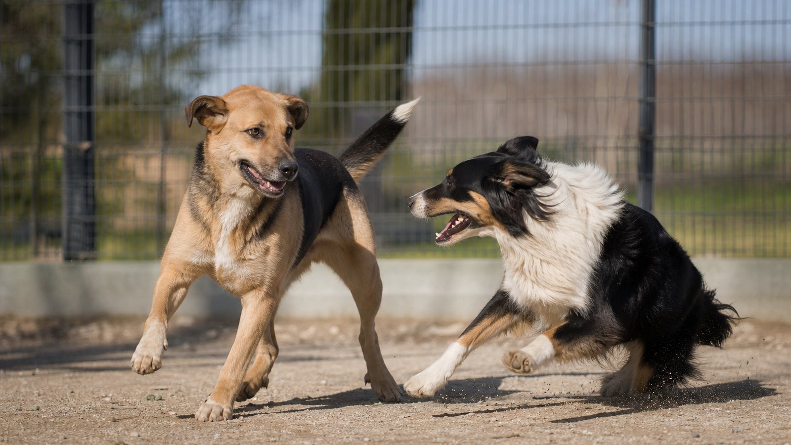 Plusieurs chiens de gabarits compatibles jouant ensemble sous surveillance dans l'aire d'une pension